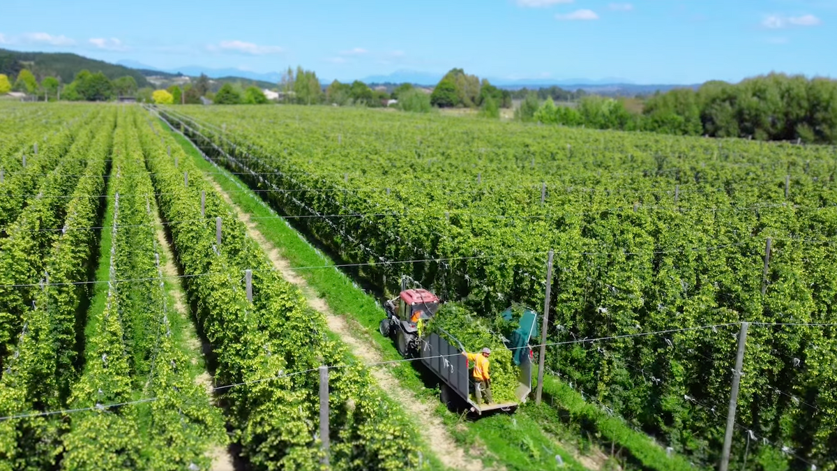 2025年新シリーズ - HOP IDOL | Kyoto Brewing Co. - Online Store