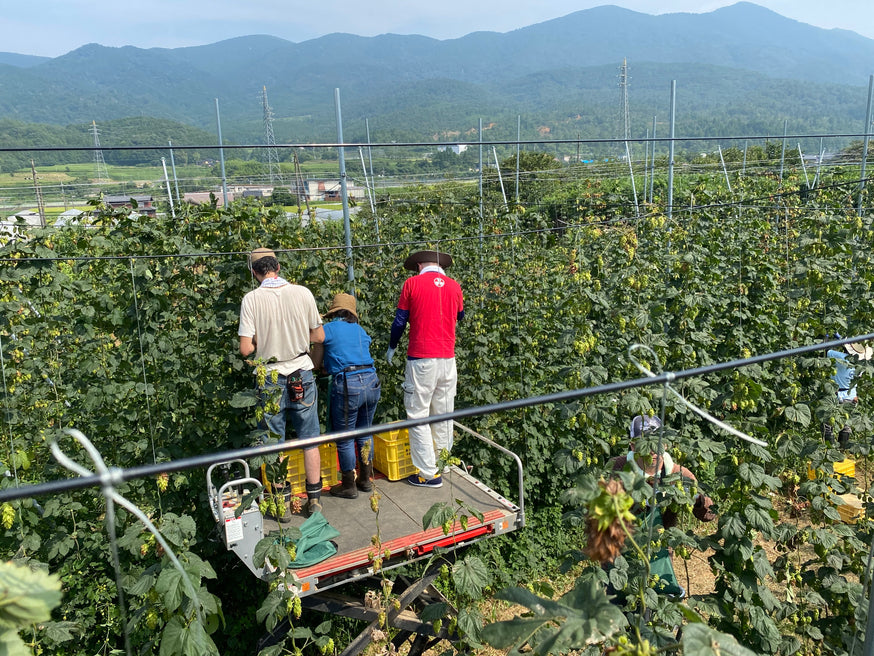 与謝野産ホップで作るご地愛ビール